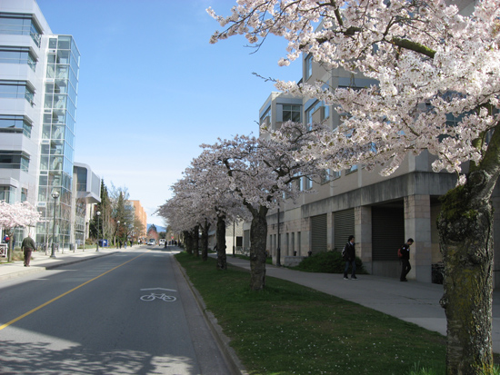 sakura_ubc4.jpg