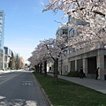 sakura_ubc4.jpg