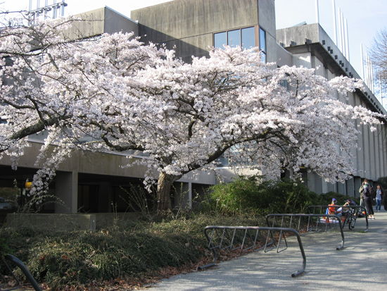 sakura_ubc5.jpg