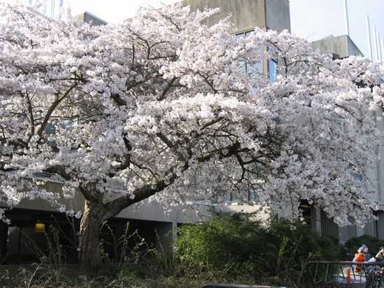 sakura_ubc7.jpg