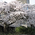 sakura_ubc7.jpg