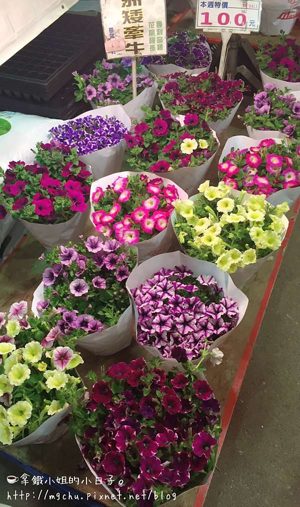 旅行 建國花市 和花花草草一起度過的美麗午後 拿鐵小姐的小日子 痞客邦