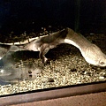 世上脖子最長的烏龜