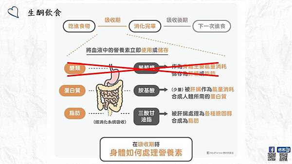 胡言亂語營養師_蘇小鎂-窺探潮流飲食-帶您瞭解生酮飲食與防彈咖啡-飲食吸收期