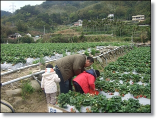 100.03.4-大湖採草莓.JPG