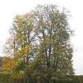 TREE1.JPG