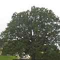 tree2.JPG