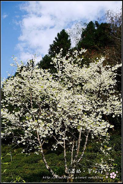 聖潔之花~白櫻花