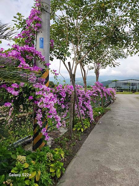 宜蘭三星稻庄休閒農場