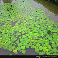 鶯歌陶瓷花海公園 014