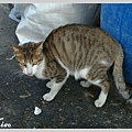 貓鄰居8
