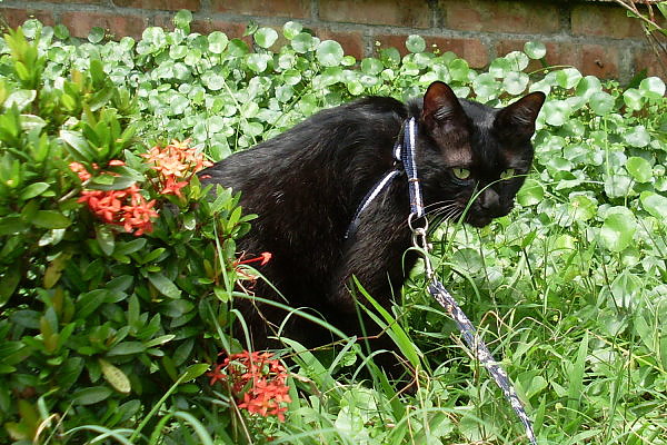 20100502波泥塔香草花園