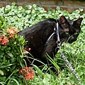 20100502波泥塔香草花園