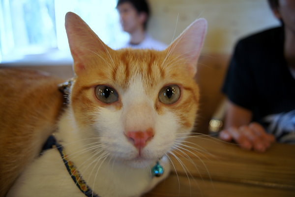 20100502波泥塔香草花園