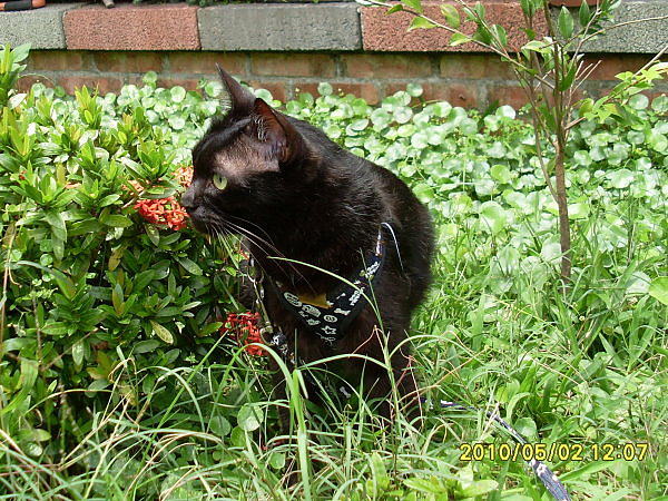 20100502波泥塔香草花園