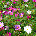 (波斯菊3)P1200739-72-S1.gif