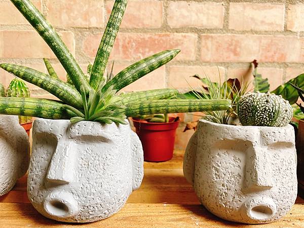 【妙妙生活日常不日常】如何種植多肉種植？第一次就上手！到底要