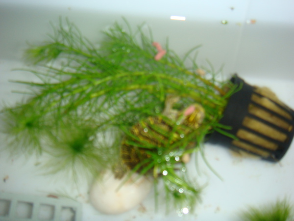 DSC00771.JPG