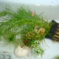 DSC00771.JPG
