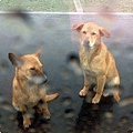 20121226第一次帶小Ｍｏ到晴天崗竟然碰到下大雨，外面還有小Ｍｏ說的雙胞胎狗狗！