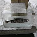 網走觀光飯店─戶外冰凍魚標本展示