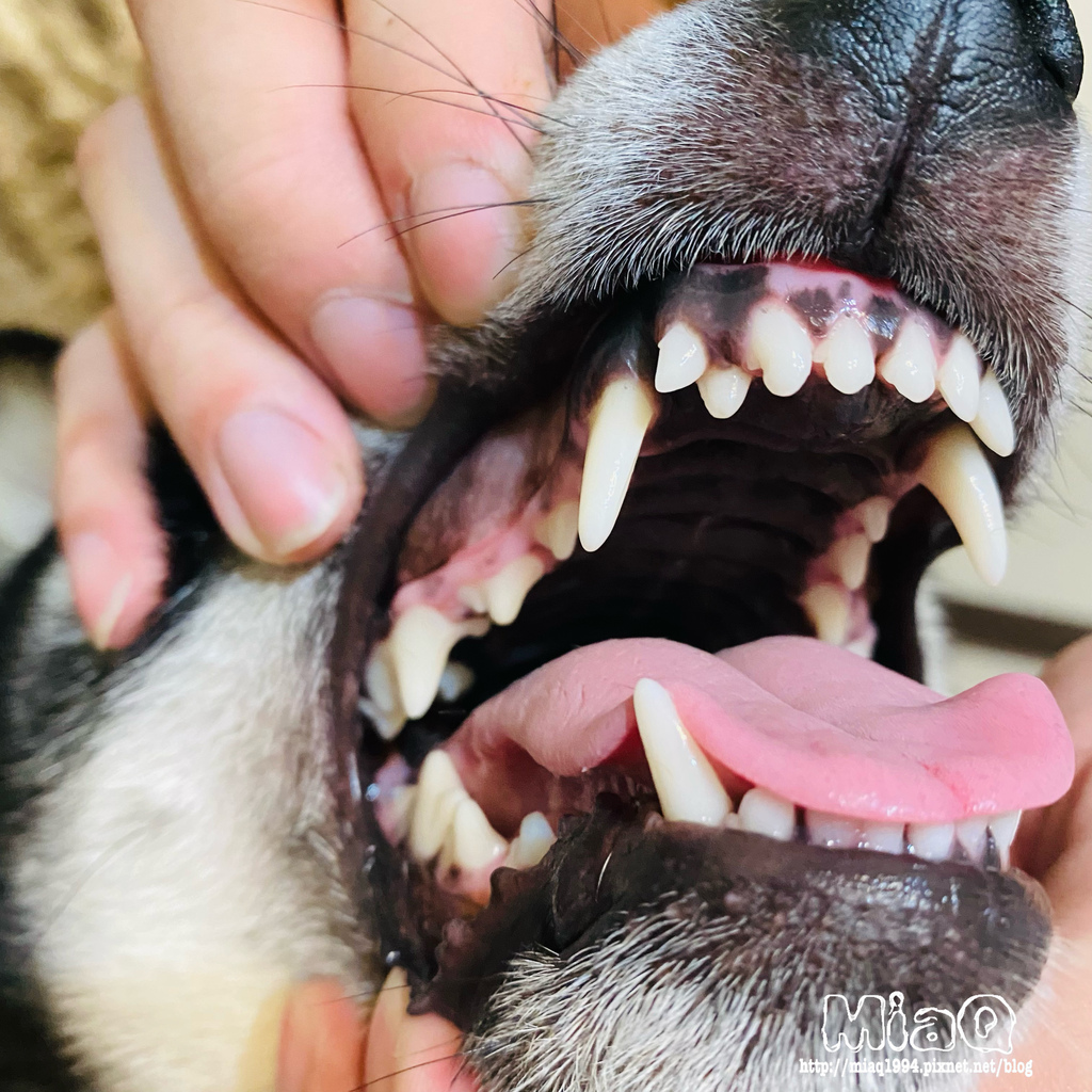 狗狗嘴巴好臭！！口腔清潔做好了嗎？木入森 犬寶固齒麗，還給寵物健康好口氣！ (8).JPG