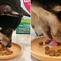 狗狗愛吃的寵物天然飼料推薦「維爾滋 天然無穀寵物糧」｜人用食材等級&超級食物好滋味，含有高肉類蛋白質、嗜口性好到不挑嘴！ (10).JPG