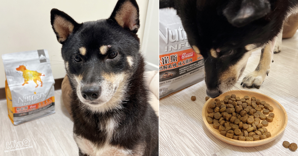 【2022飼料推薦】八犬寵物 無穀低敏飼料開箱｜Nutrience紐崔斯評價，挑嘴狗也愛吃的紐崔斯天然糧成犬-雞肉口味 (1).JPG