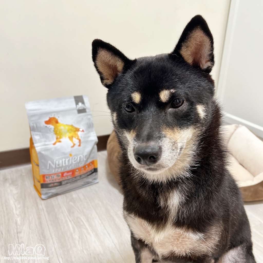 【2022飼料推薦】八犬寵物 無穀低敏飼料開箱｜Nutrience紐崔斯評價，挑嘴狗也愛吃的紐崔斯天然糧成犬-雞肉口味 (6).JPG