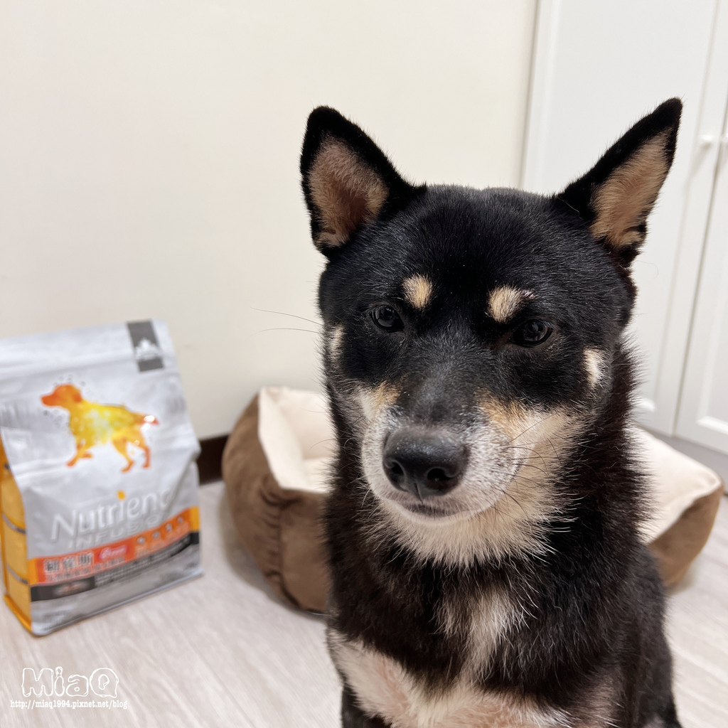 【2022飼料推薦】八犬寵物 無穀低敏飼料開箱｜Nutrience紐崔斯評價，挑嘴狗也愛吃的紐崔斯天然糧成犬-雞肉口味 (13).JPG