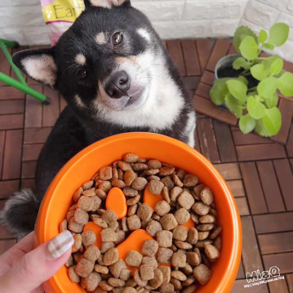 2022飼料推薦「王品寵物  原野優越低敏無穀犬(羊肉+蘋果)」｜低敏配方寵物飼料開箱原野優越評價 (5).JPG