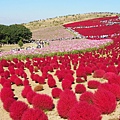 地膚和波斯菊