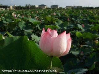 2009.07.26 新屋花海-蓮花季