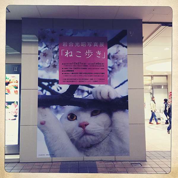 日本東京 岩合光昭x 写真展ねこ歩き 喵喵喵 微物日誌little Things Diary 痞客邦