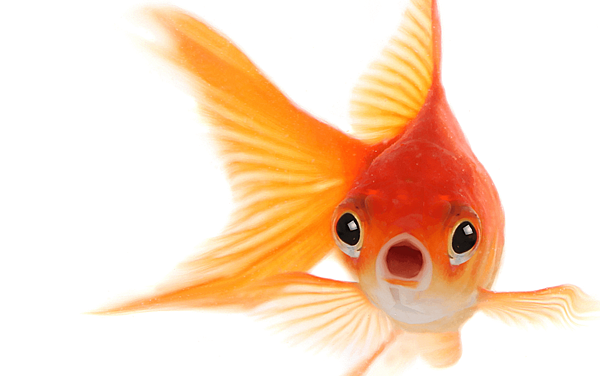 Goldfish-CROP.png