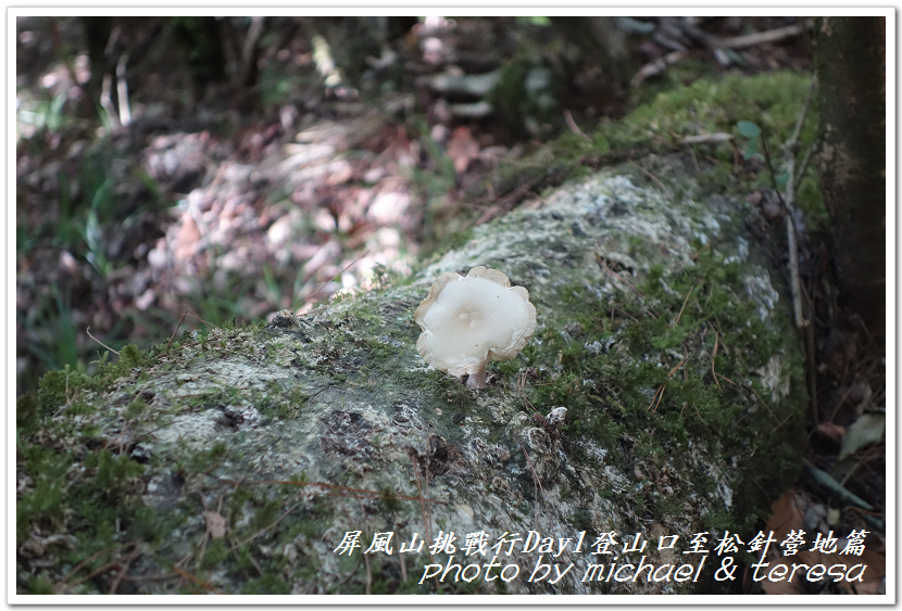 屏風山3天2夜挑戰行Day1新登山口至松針營地篇