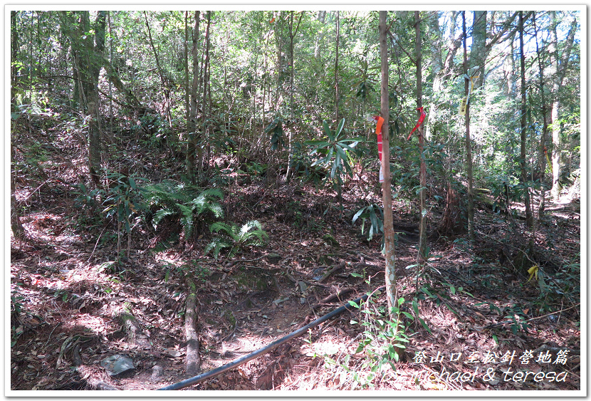 白姑大山3天2夜行Day1登山口至松針營地篇 白姑大山3天2夜行Day1登山口至松針營地篇