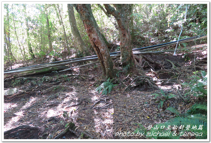 白姑大山3天2夜行Day1登山口至松針營地篇 白姑大山3天2夜行Day1登山口至松針營地篇