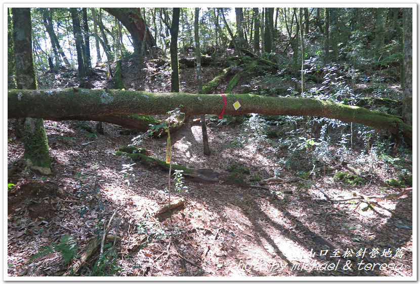 白姑大山3天2夜行Day1登山口至松針營地篇 白姑大山3天2夜行Day1登山口至松針營地篇