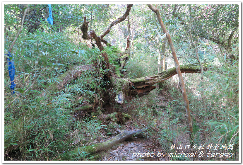白姑大山3天2夜行Day1登山口至松針營地篇 白姑大山3天2夜行Day1登山口至松針營地篇
