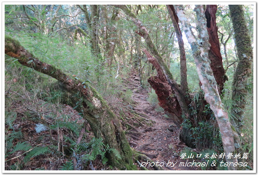 白姑大山3天2夜行Day1登山口至松針營地篇 白姑大山3天2夜行Day1登山口至松針營地篇