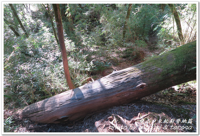 白姑大山3天2夜行Day1登山口至松針營地篇 白姑大山3天2夜行Day1登山口至松針營地篇
