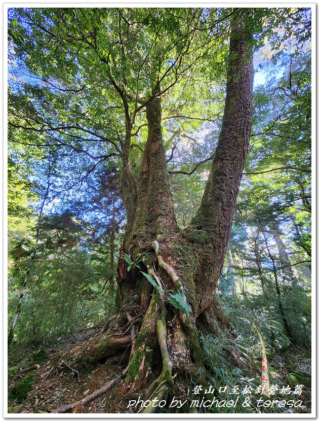 白姑大山3天2夜行Day1登山口至松針營地篇 白姑大山3天2夜行Day1登山口至松針營地篇