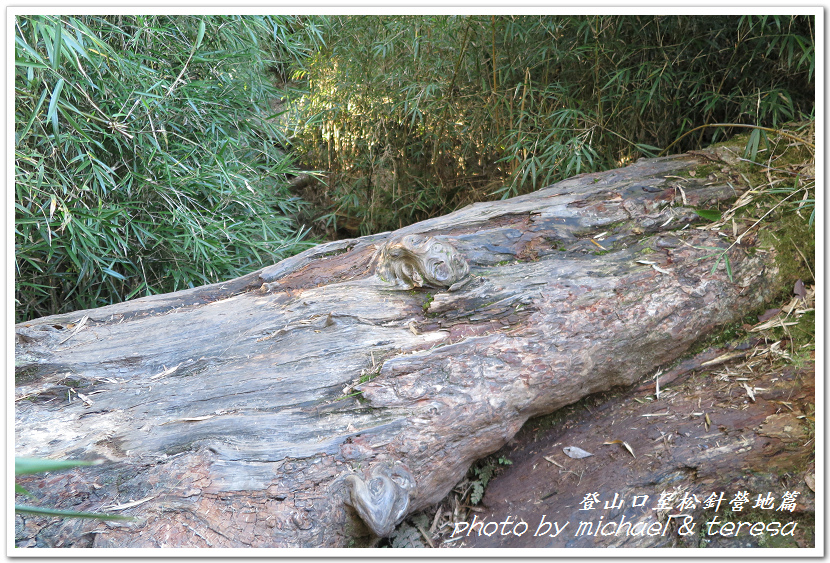 白姑大山3天2夜行Day1登山口至松針營地篇 白姑大山3天2夜行Day1登山口至松針營地篇