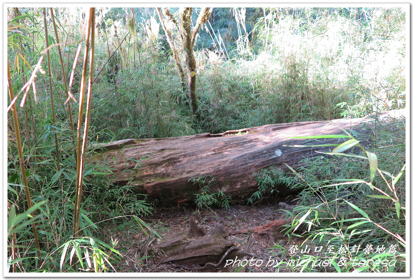 白姑大山3天2夜行Day1登山口至松針營地篇 白姑大山3天2夜行Day1登山口至松針營地篇