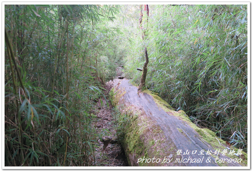 白姑大山3天2夜行Day1登山口至松針營地篇 白姑大山3天2夜行Day1登山口至松針營地篇