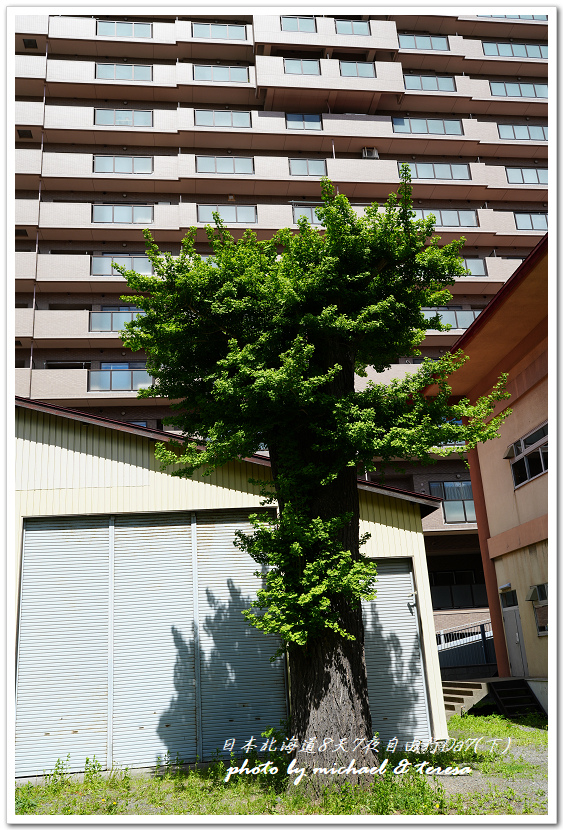 日本北海道8天7夜自由行Day7(下)琴似神社、北海道神宮、 日本北海道8天7夜自由行Day7(下)琴似神社、北海道神宮、