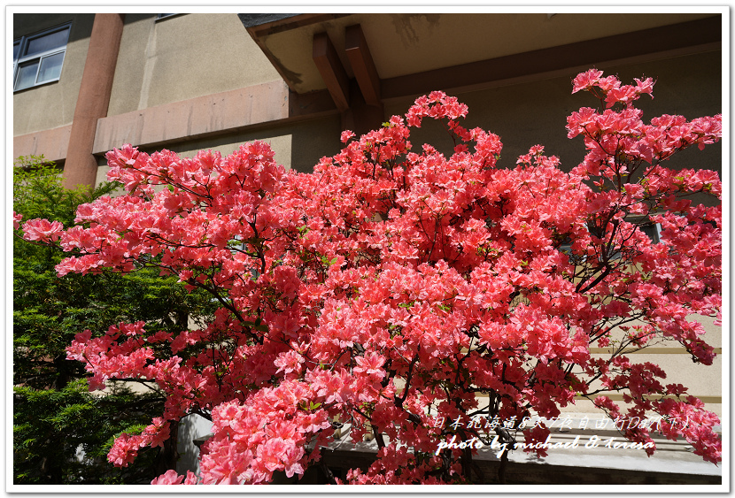 日本北海道8天7夜自由行Day7(下)琴似神社、北海道神宮、 日本北海道8天7夜自由行Day7(下)琴似神社、北海道神宮、