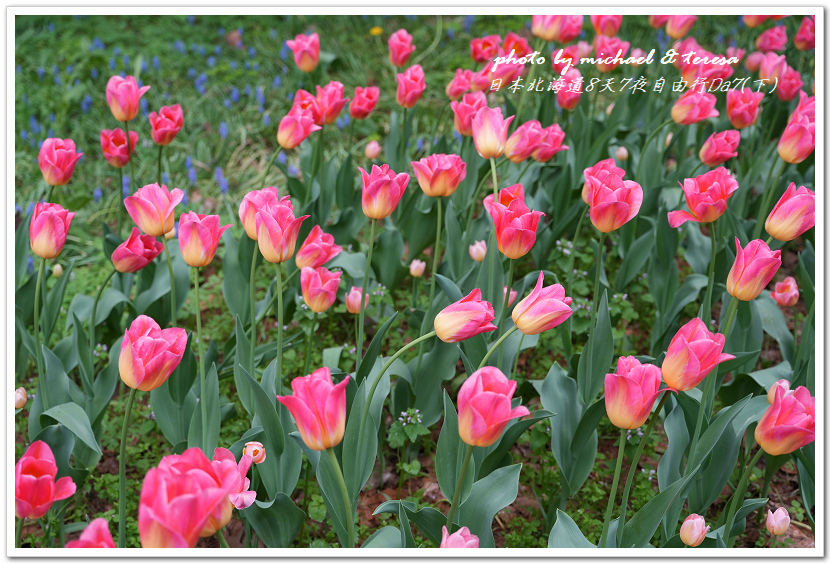 日本北海道8天7夜自由行Day7(下)琴似神社、北海道神宮、 日本北海道8天7夜自由行Day7(下)琴似神社、北海道神宮、