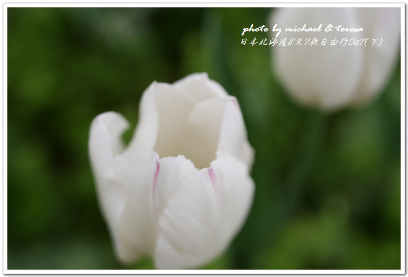 日本北海道8天7夜自由行Day7(下)琴似神社、北海道神宮、 日本北海道8天7夜自由行Day7(下)琴似神社、北海道神宮、